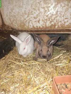 Kaninchen zu verkaufen