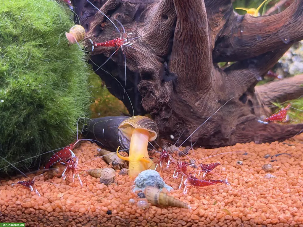 Kardinalsgarnelen (Caridina dennerli) abzugeben