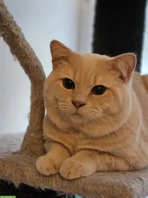 BKH Deckkater mit Fellfarbe Creme