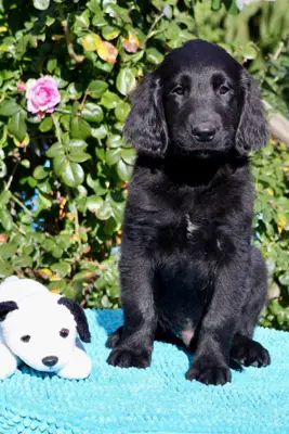 Flatcoated Retriever mit SKG/FCI Stammbaum
