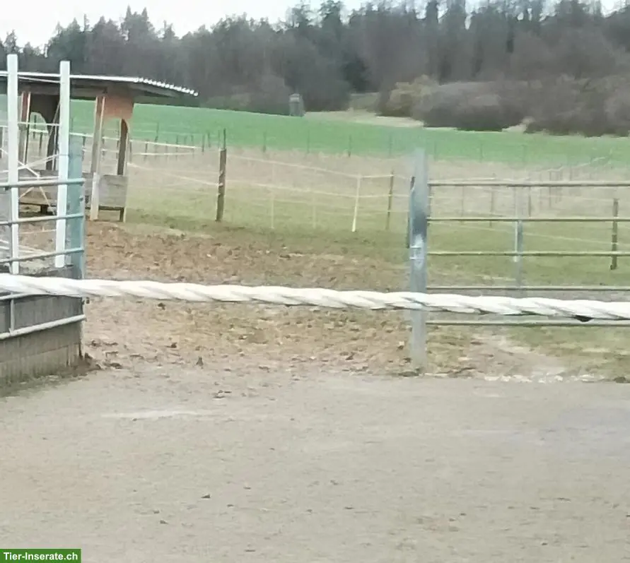 Offenstallplatz frei in kleiner Wallach Gruppe, Eggingen DE