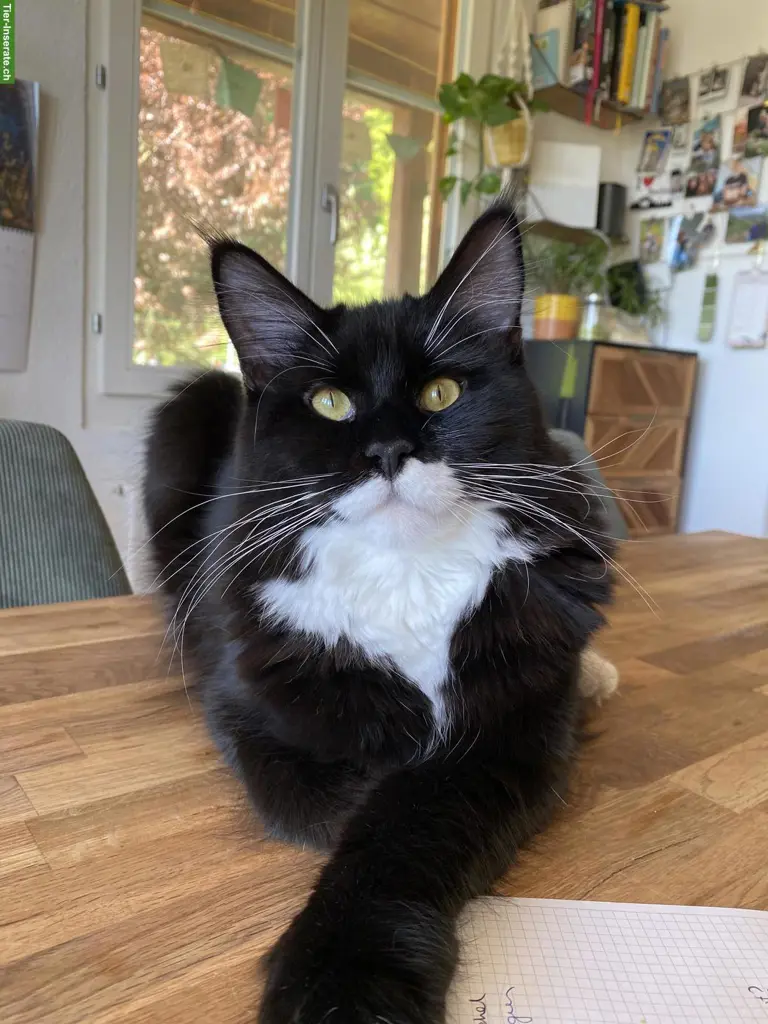 Maine Coon Katze, bezaubernde Mei-Mei sucht ihr Für-immer-Zuhause ❤️