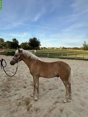 Haflinger Hengstfohlen, sehr zutraulich