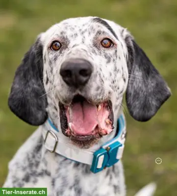 Sensibler English Pointer Mischlingsrüde "Lur"