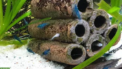 Blue Dream Garnelen (Neocaridina davidi) 10er Gruppe