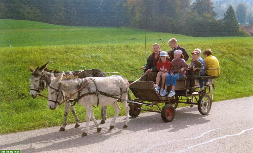 Zweiachswagen / Kutsche zweispännig zu verkaufen