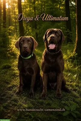 Sehr schöne Labrador Welpen, braun zu verkaufen