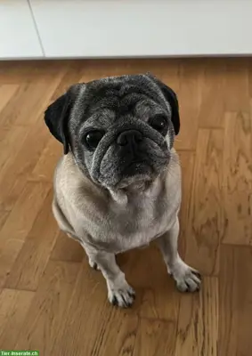 2 Mops Rüden suchen gemeinsames Zuhause 🐾