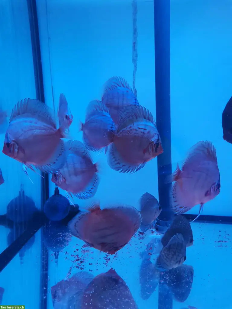 Blue Diamond und Blue Kobalt Diskusfische