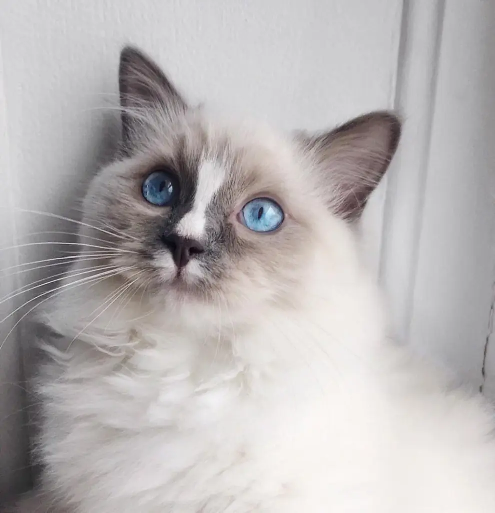 4182c4f3-cc27-4deb-b128-08e02eac6644-Pepsy the Ragdoll (48).jpg