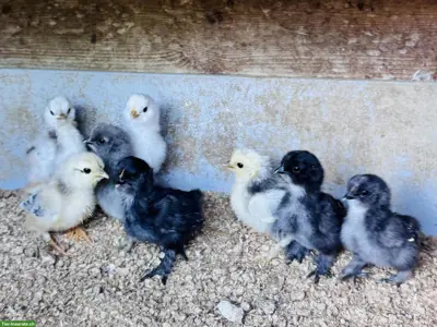 Zwerg-Cochin x US Silkie Küken