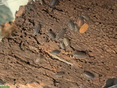 Porcellio scaber Mix Asseln