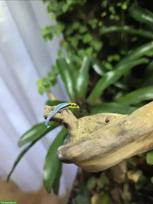 Phelsuma klemmeri / Blauer Bambus-Taggecko