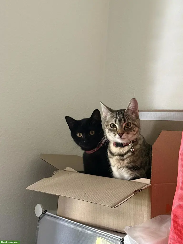 2 süsse Hauskatzen suchen liebevolles Zuhause