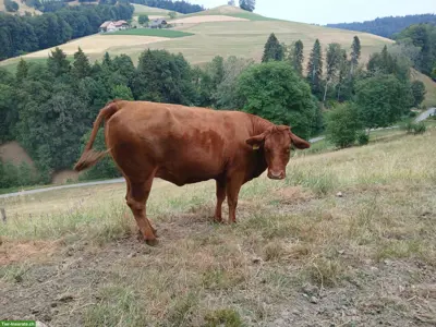 Rind als Mutterkuh zu verkaufen