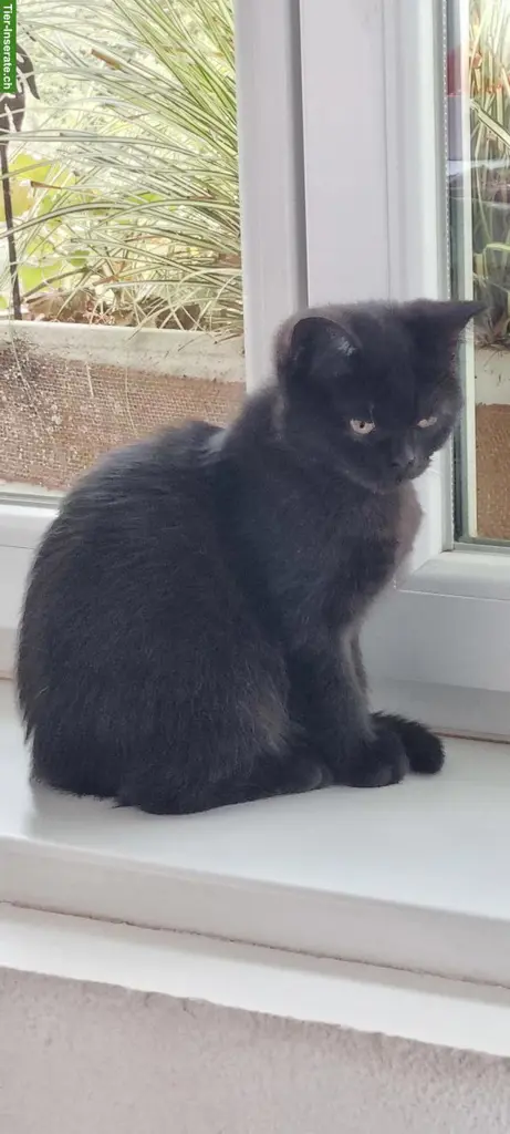 Reinrassige BKH Kitten, schwarz