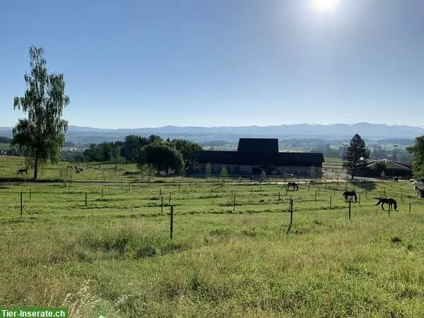 Auslaufboxe zu vermieten in Egg, Zürcher Oberland