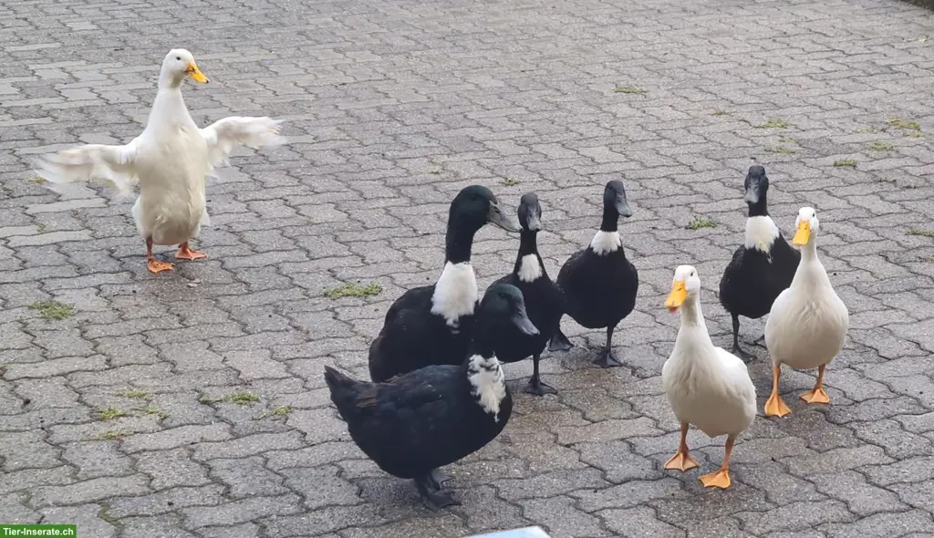 3 junge Pommernenten Erpel zu verkaufen