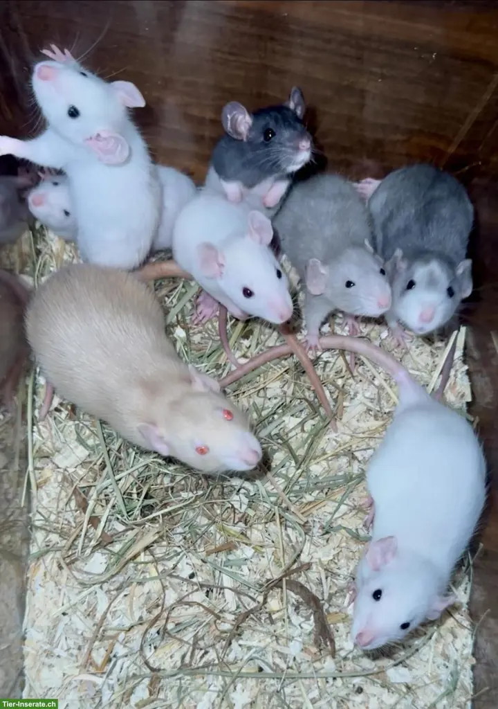Junge Ratten m & w sind bereit für den Auszug