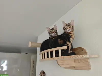 Bengal Geschwister suchen ein neues Zuhause
