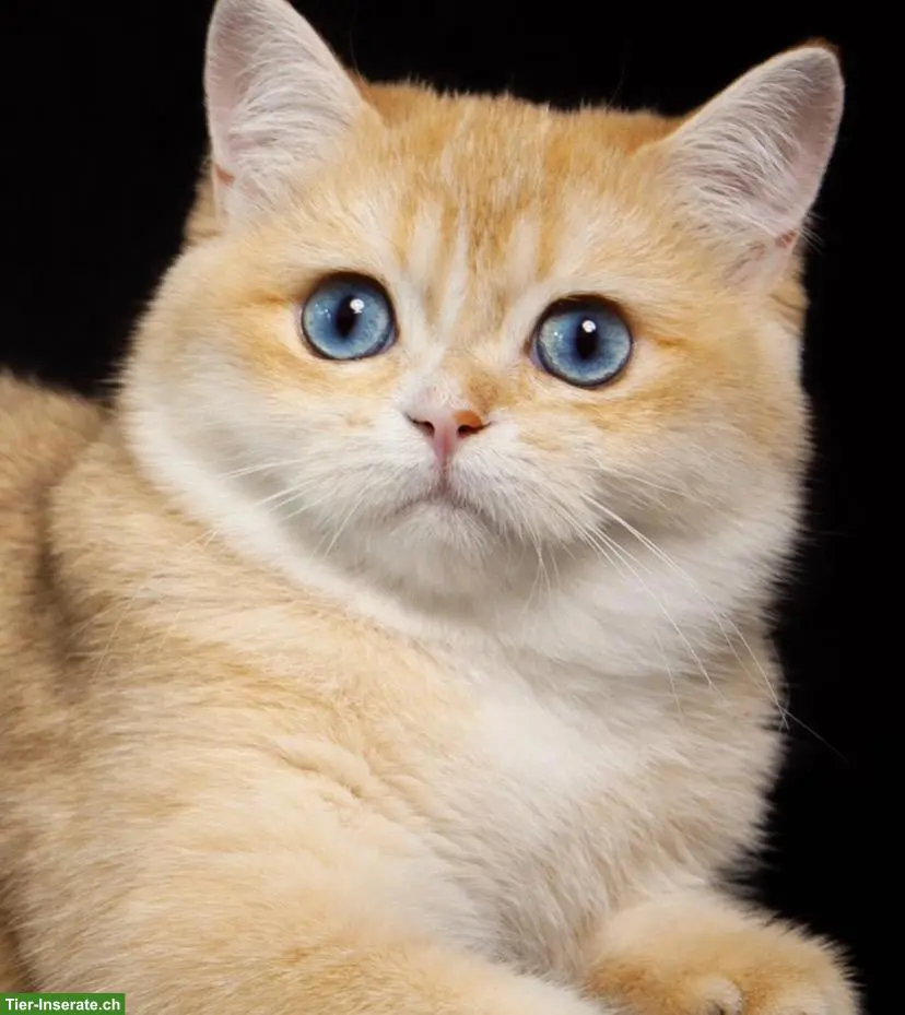 BKH Chocolate Golden DBE Kater Dominant Blue Eyes zur Zucht