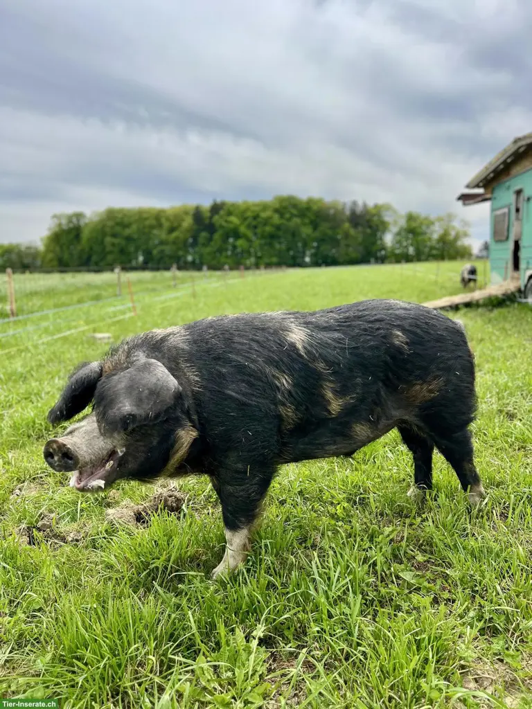 Turopolje Deckeber zu vermieten, Raum Ostschweiz