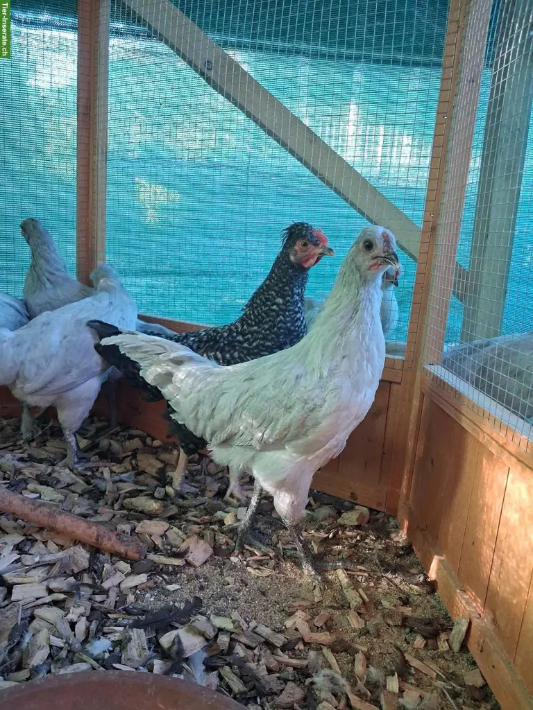 Araucana Lavender Junghähne zu verkaufen