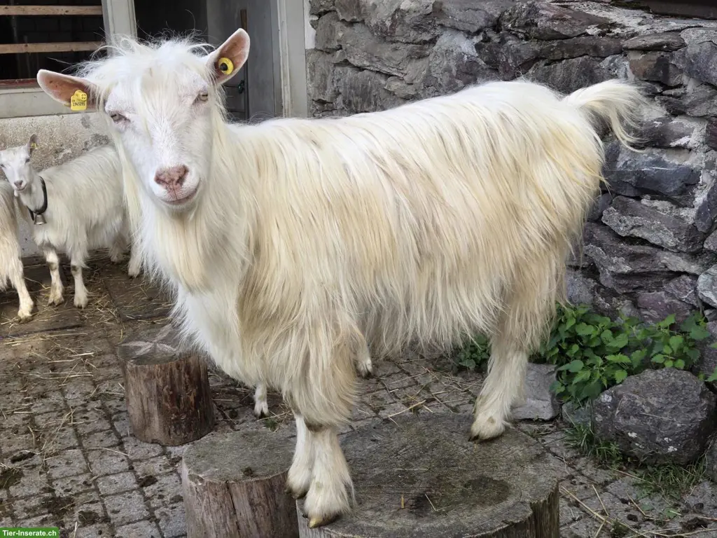 Appenzeller Ziegenbock aus Biobetrieb