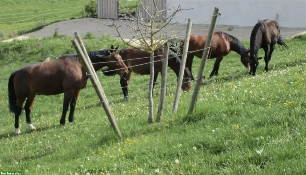 Bauernhof zur Pferdehaltung gesucht: ZH, AG, SH, SG, TG, SO, AR
