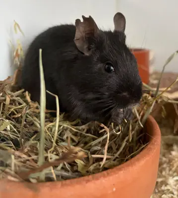 2 Degu Männchen, schwarz