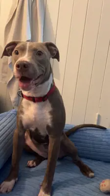Einmaliger Wurf American Staffortshire Terrier