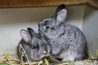 Junge Schweizer Fuchskaninchen, Farbschlag Chinchilla