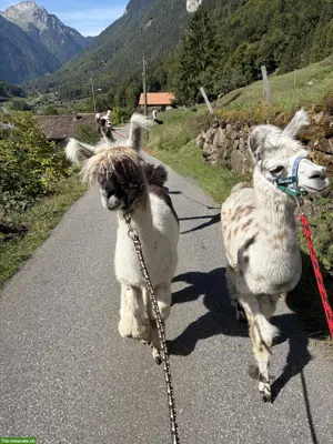 Lama Hengste zu verkaufen