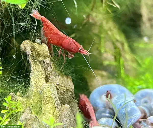 Red Fire Garnelen zu verkaufen / crevettes red fire