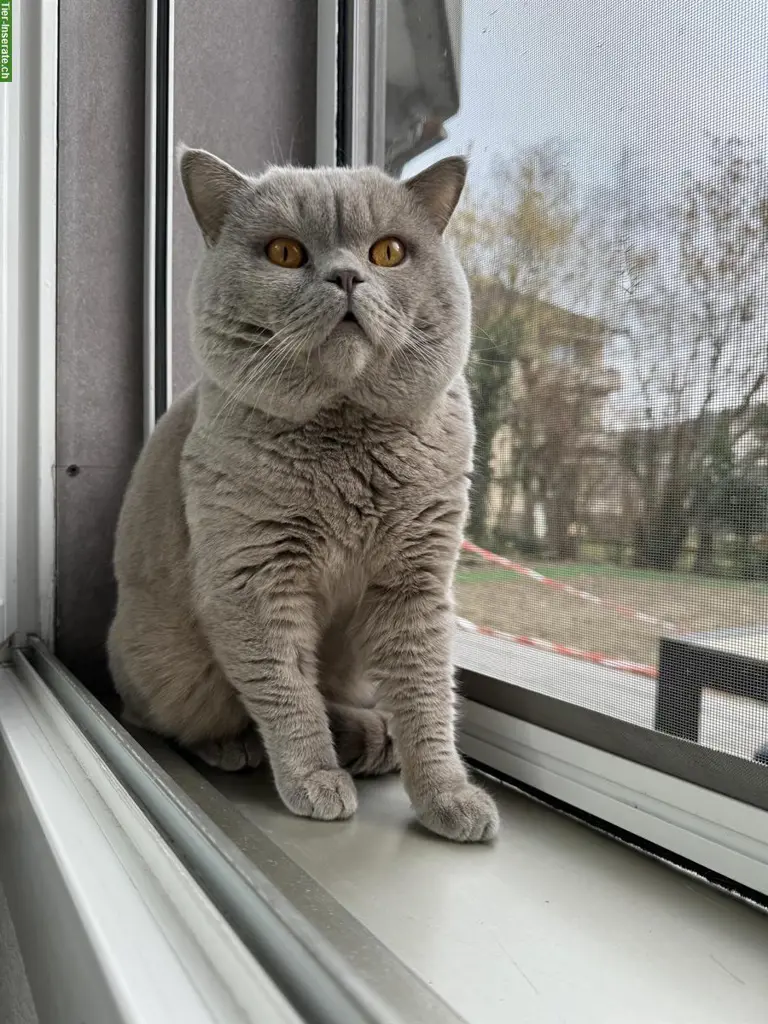 Deckkater BKH Lilac