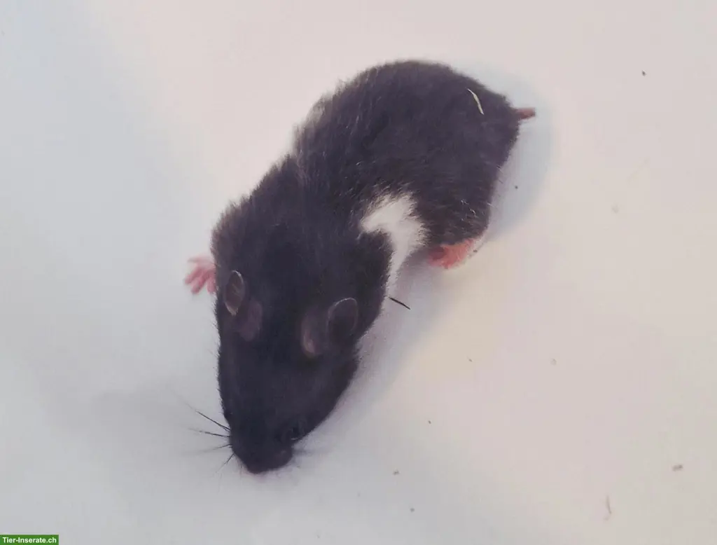 Süsse junge Goldhamster