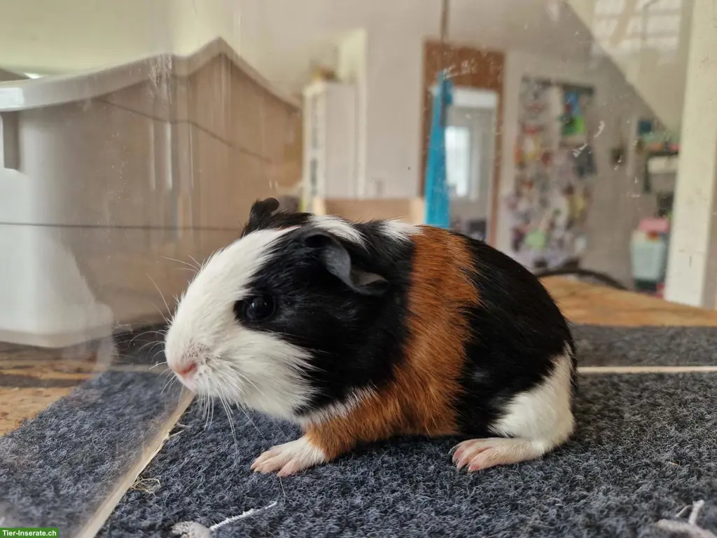 Meerschweinchen abzugeben