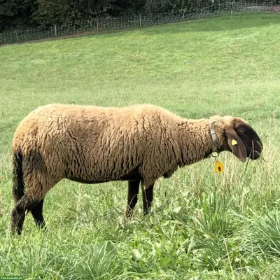3 Engadiner Schaf Auen