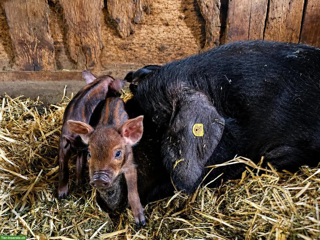 Schwarze Alpenschweine Ferkel zu verkaufen