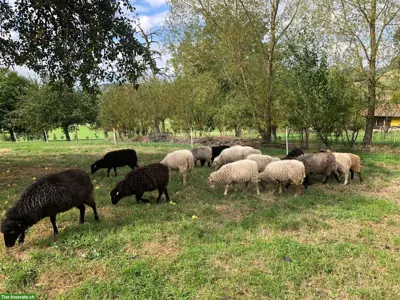 Ouessant Jungschafe aus Biobetrieb