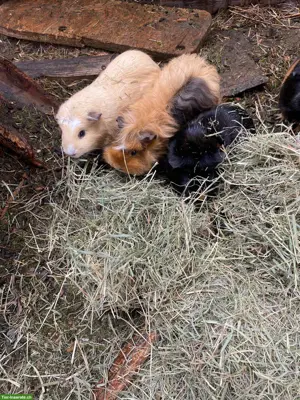 Meerschweinchen Weibchen und Männchen zu verkaufen