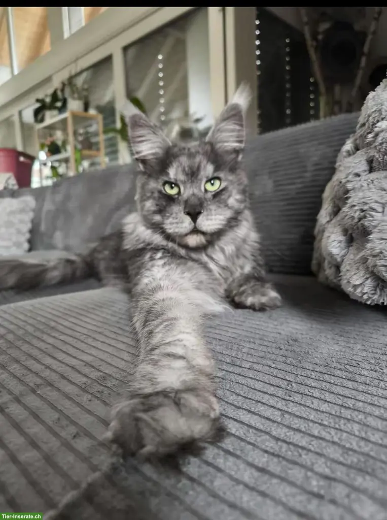 Maine Coon Deckkater Black Smoke mit Stammbaum