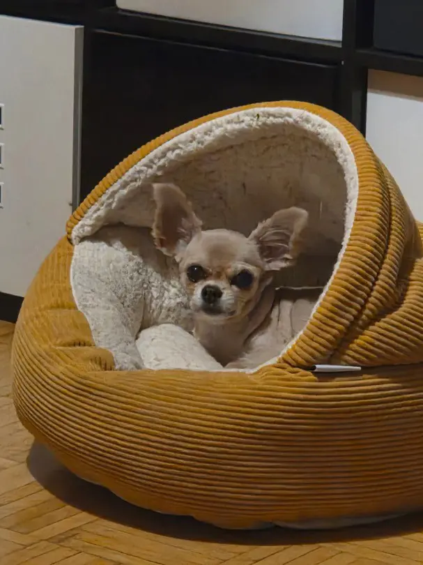 8 jähriger Chihuahua
