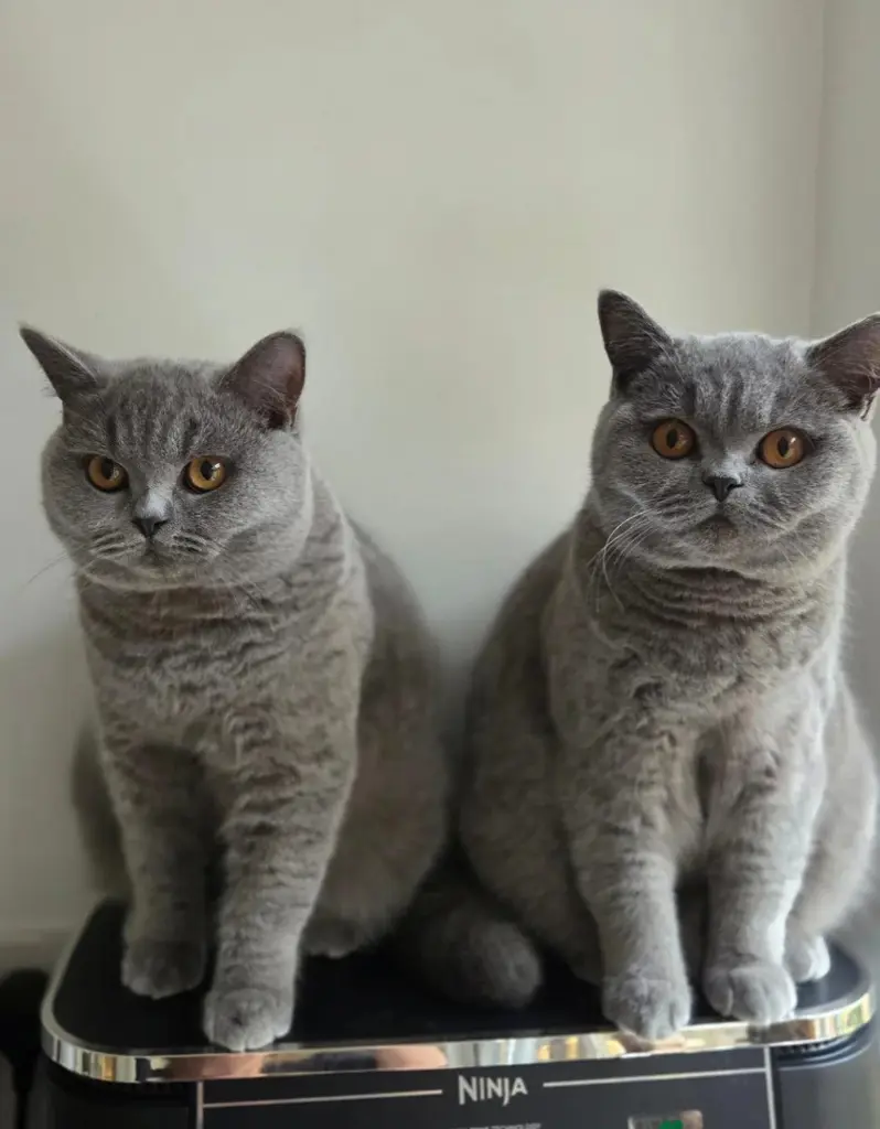 Entzückende Britisch Kurzhaar-Katzen zur Adoption