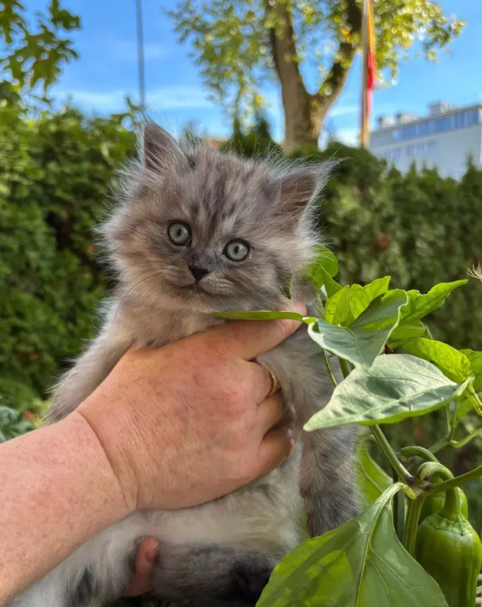 01543f3f-9511-43e6-98dd-957843abde83-Katze 6.jpg