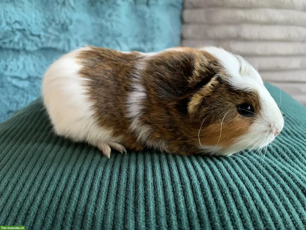 Junge härzige Meerschweinchen Männchen, unkastriert