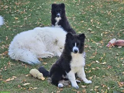 Samojede x Mini Aussie Welpen auszugsbereit