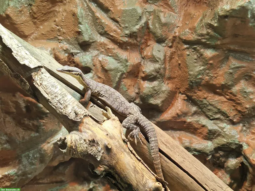 Suche 0.1 Varanus Glauerti adult oder 0.0.X Jungtiere