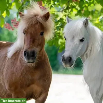 Suche 1-2 Pony für Team Pony Conzept