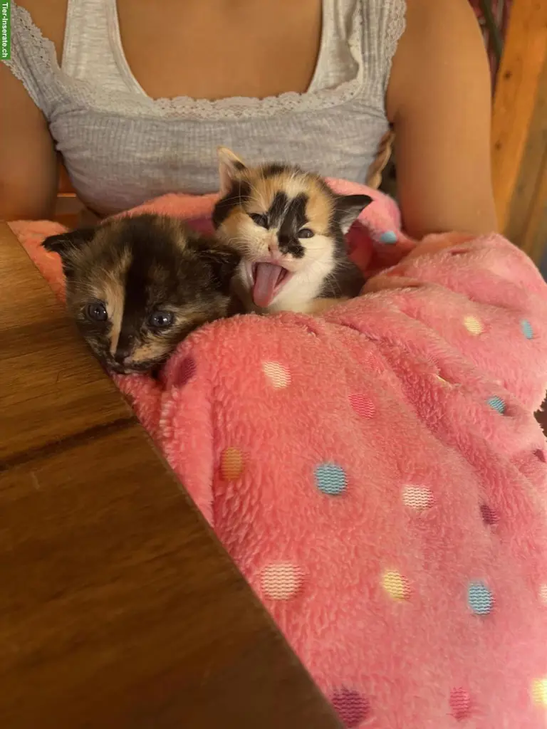 Dreifarbige Babykatzen suchen liebes Zuhause
